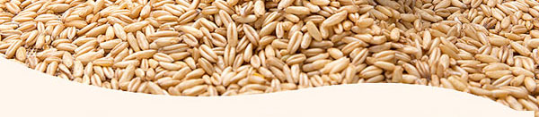 大喜事酒-喜结天下