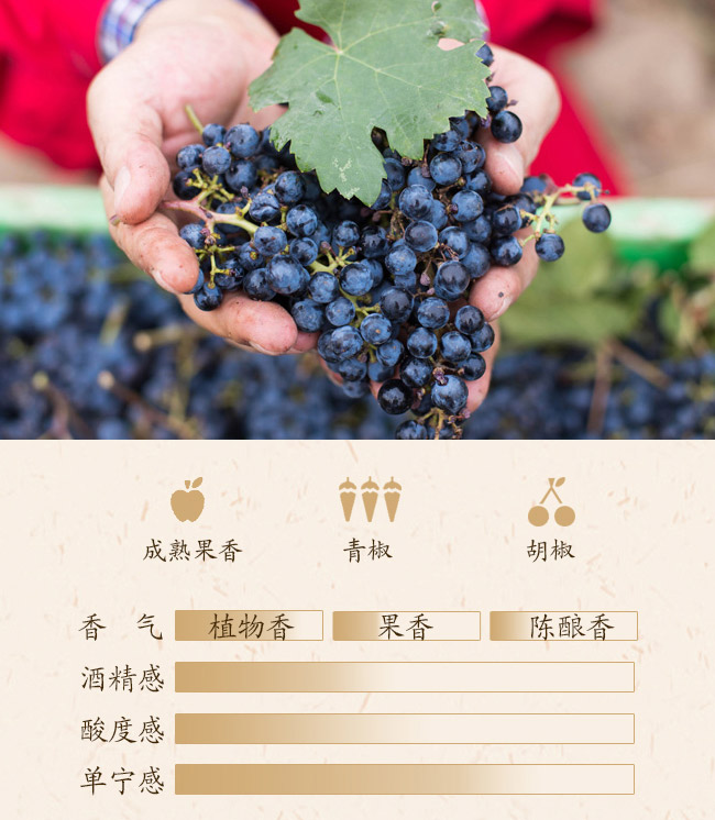 类人首钻石赤霞珠干红葡萄酒12.8°750ml