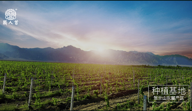 类人首经典蛇龙珠干红葡萄酒12°750ml
