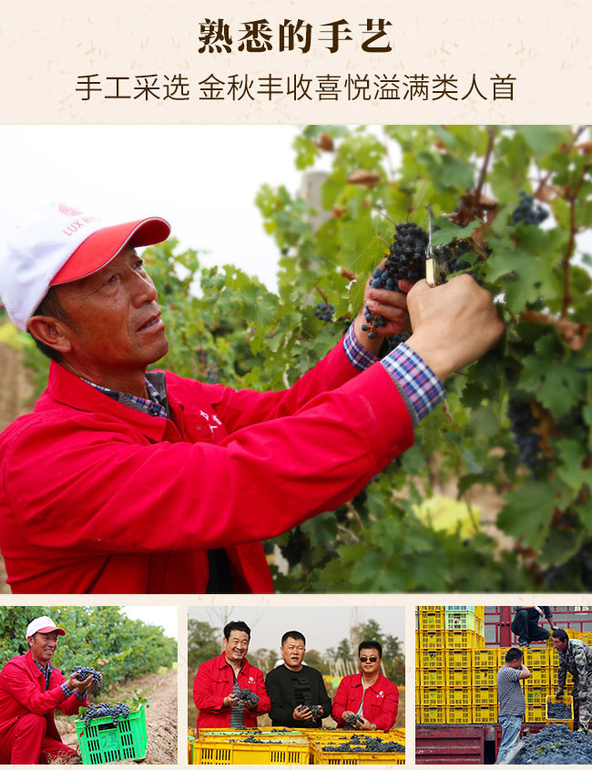 类人首金 牌橡木桶窖藏葡萄酒13.5度750ml