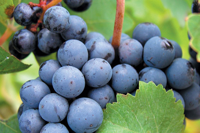 品品:柏韵赫霞珠干红葡萄酒